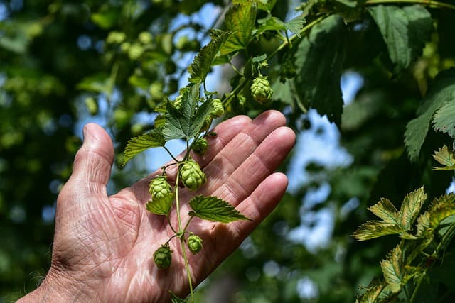 hop-vines